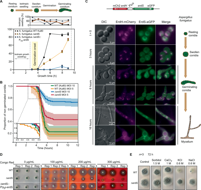 Fig. 2: Effect of the erdS mutation on germination and stress tolerance, and dynamic localizations of ErdS and ErdH in Afm.