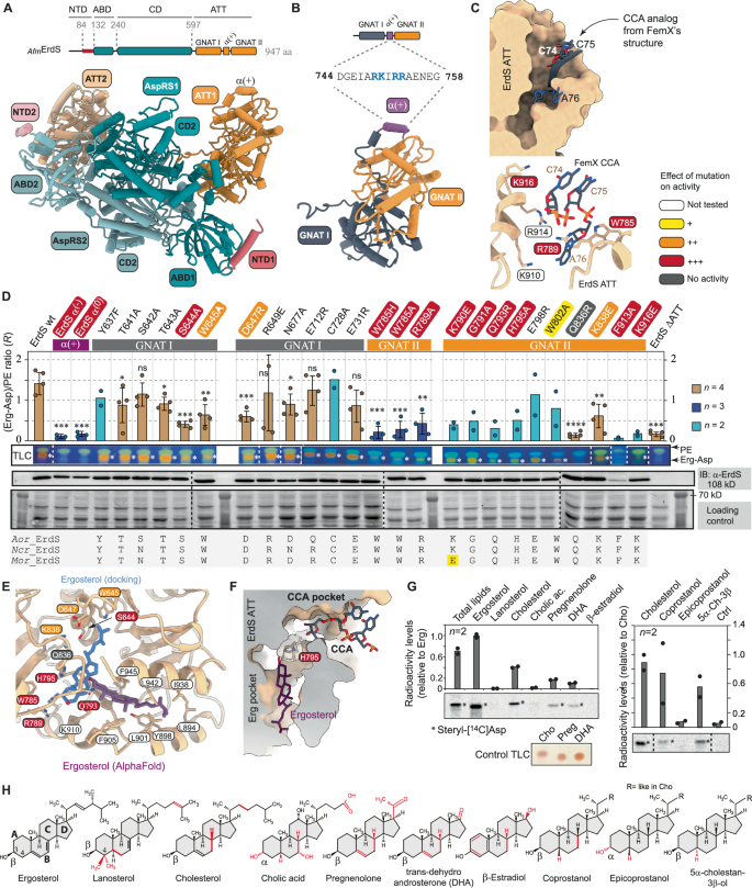 Fig. 3: Structure and mutational characterization of Afm ErdS and its sterol specificity.
