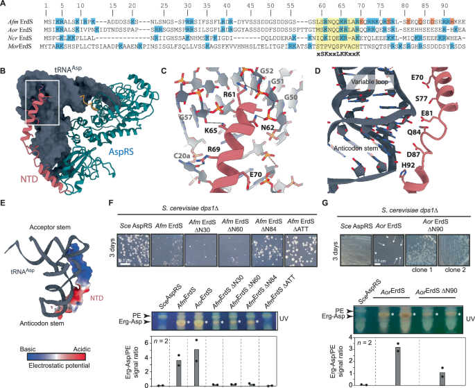 Fig. 4: The NTD maintains tRNAAsp with ErdS.
