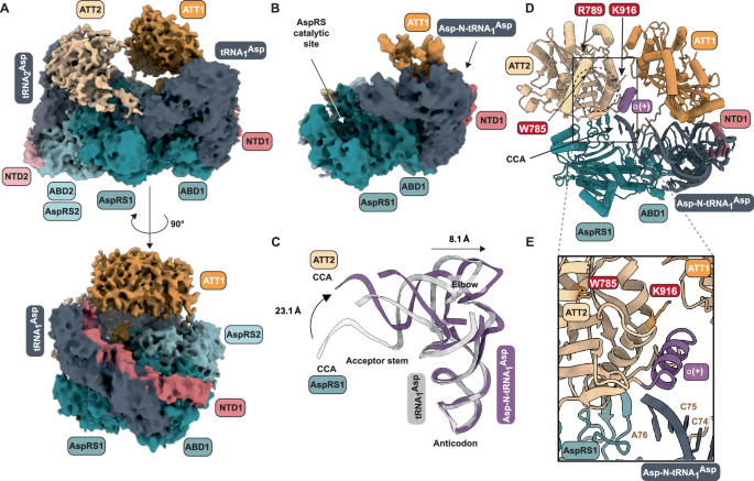 Fig. 5: Structure of the ErdS-tRNAAsp complex.