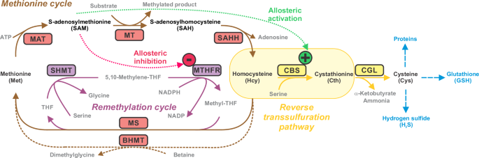 Fig. 1: Role of CBS in sulfur amino acid metabolism.