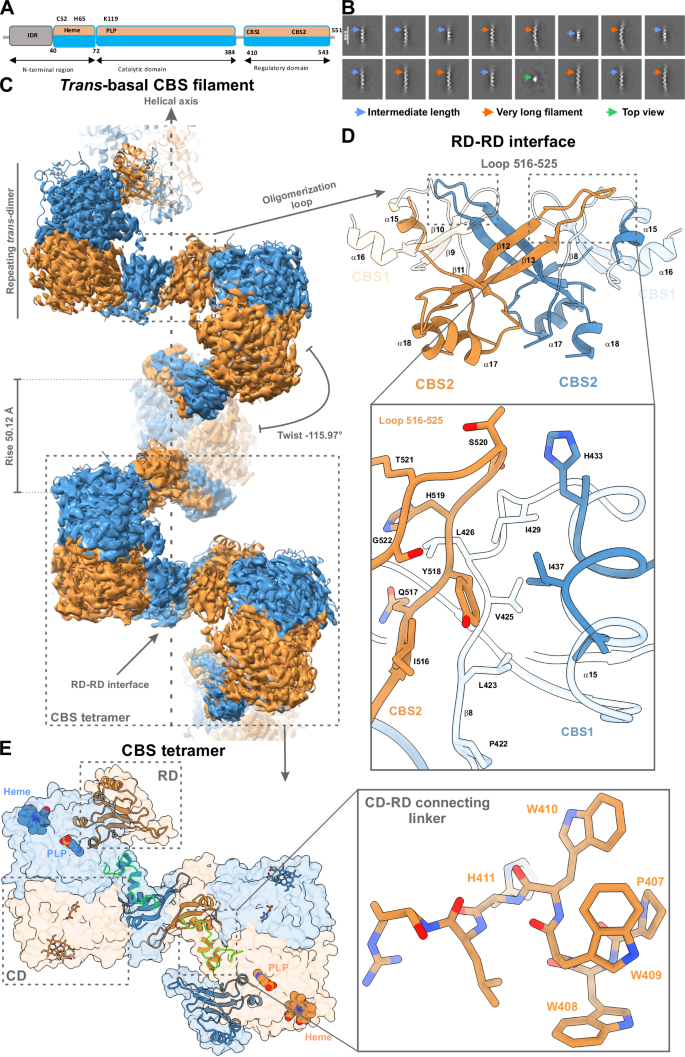 Fig. 2: Architecture and inter-domain interfaces of the human CBS trans-basal filament.