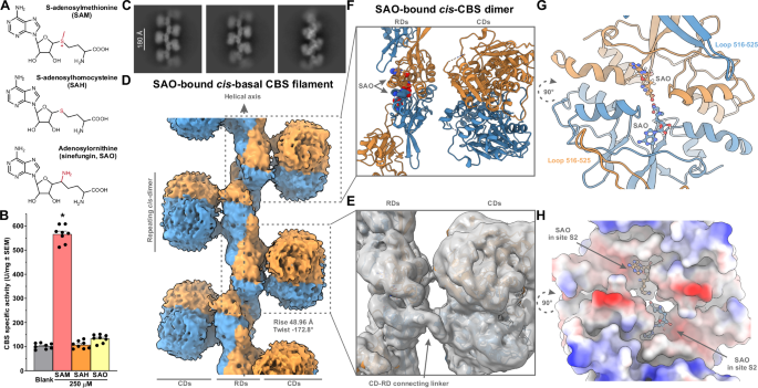 Fig. 5: Structural characterization of the cis-basal CBS filament induced by the CBS non-activating allosteric ligand adenosylornithine (SAO).