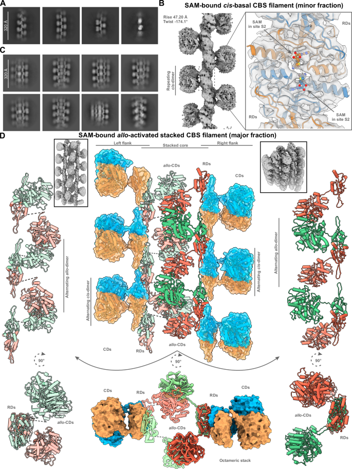 Fig. 6: Structural characterization of SAM-induced CBS filamentous assemblies.