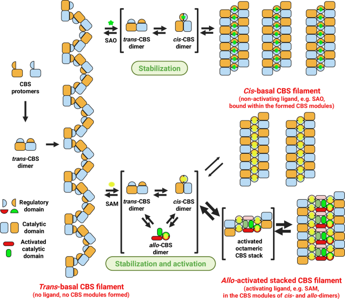 Structural basis for a filamentous morpheein model of human cystathionine beta-synthase