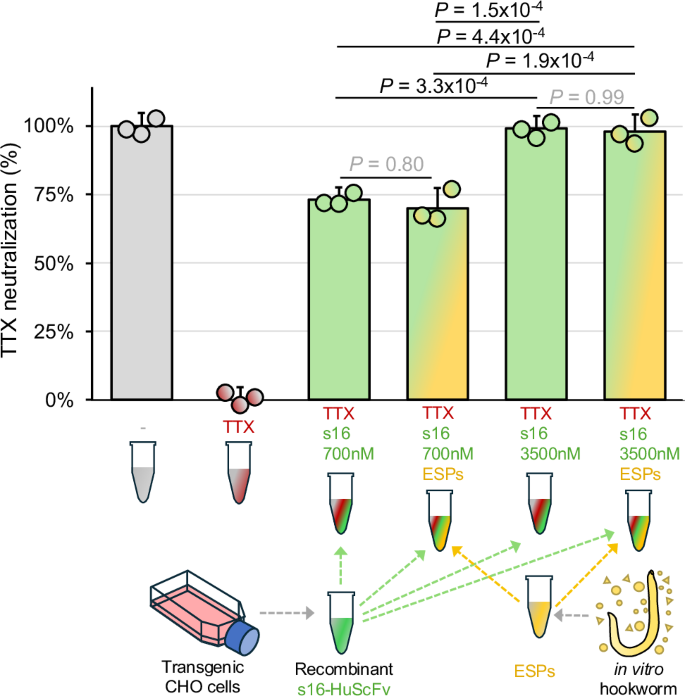 Fig. 2: In vitro neutralization of TTX by recombinant s16-HuScFv antibody fragments in the presence of hookworm excreted/secreted products (ESPs).