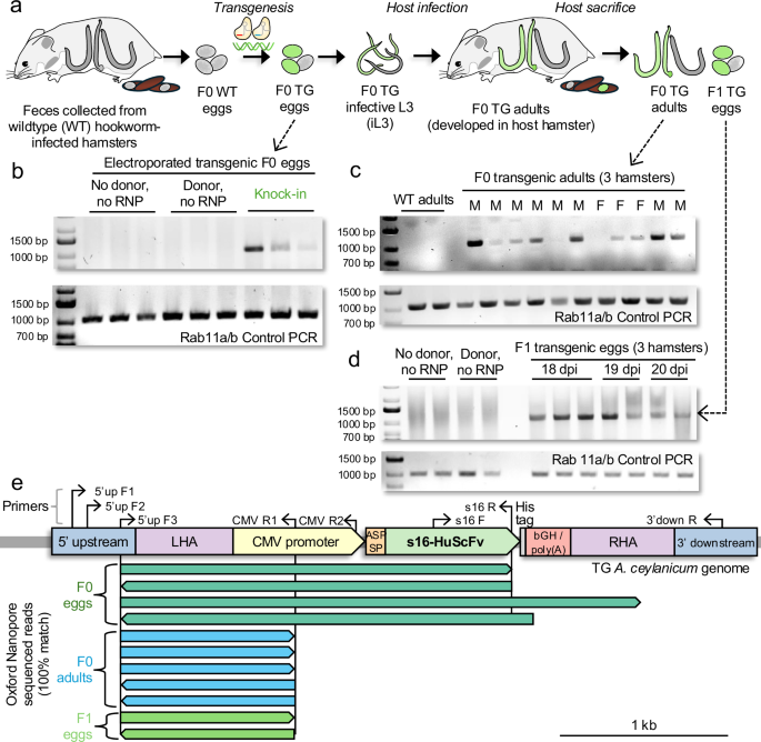 Fig. 3: Targeted knock-in of s16-HuScFv in hookworm eggs and evidence for germ line transgenesis.