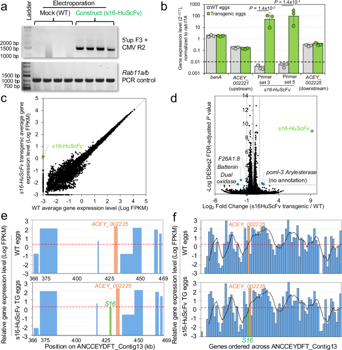 Fig. 4: Confirmation of s16-HuScFv gene expression in transgenic A. ceylanicum eggs.