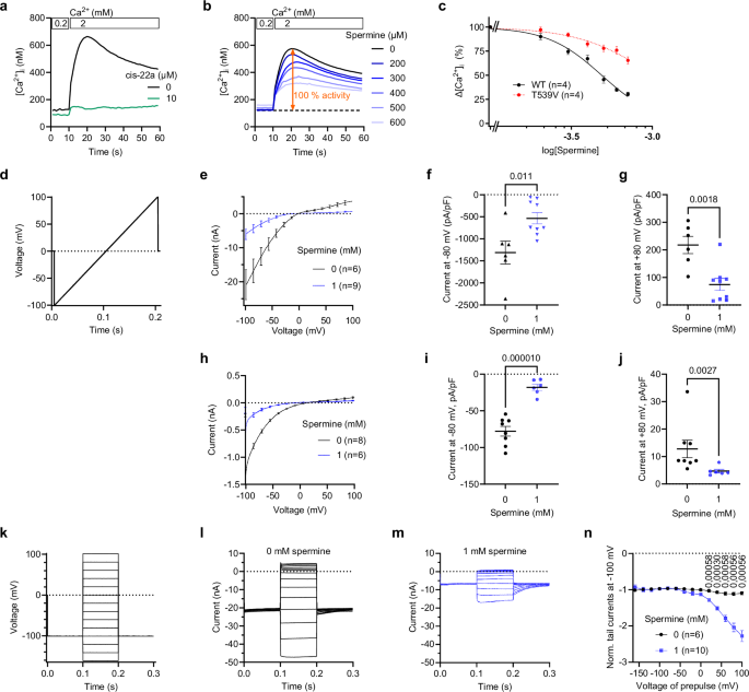 Fig. 1: Functional effects of spermine on hTRPV6.