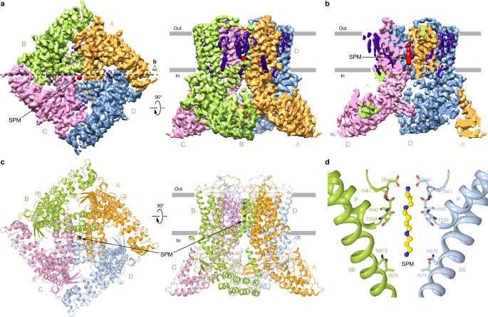 Fig. 2: Cryo-EM structure of hTRPV6SPM.