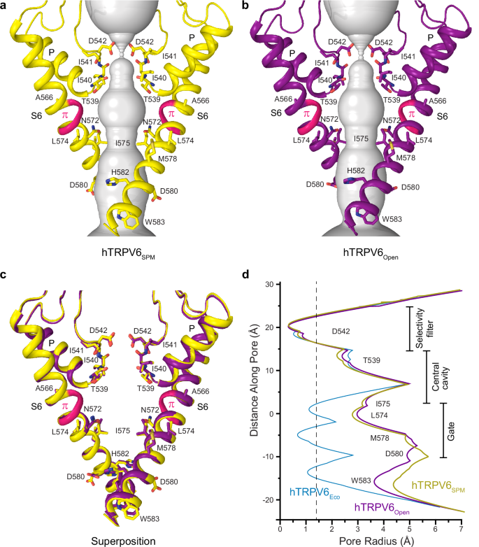 Fig. 3: Open pore of hTRPV6SPM.