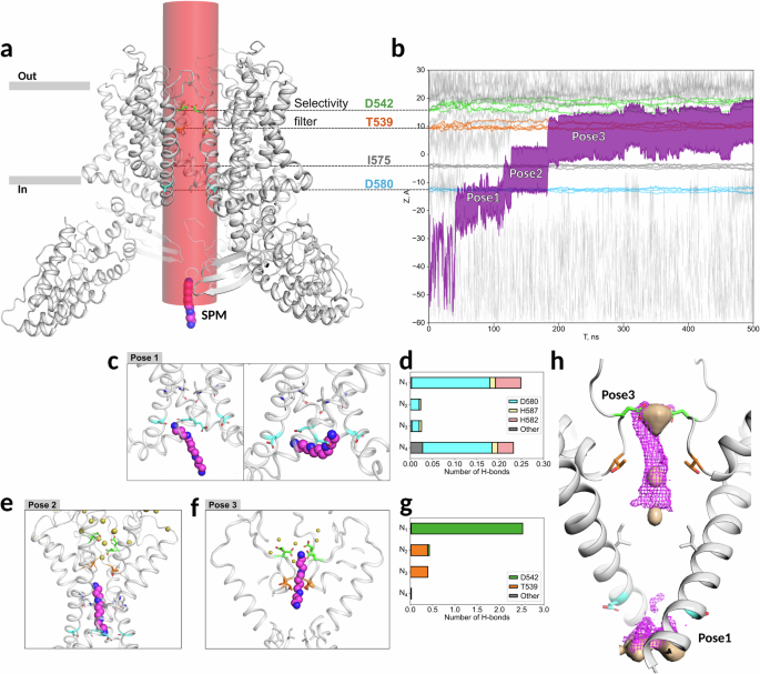 Fig. 4: Spermine stepwise binding in the TRPV6 pore revealed by MD simulations.