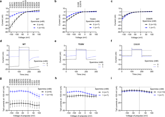 Fig. 5: Effect of T539V and D580R mutations on channel block of hTRPV6 by intracellular spermine.