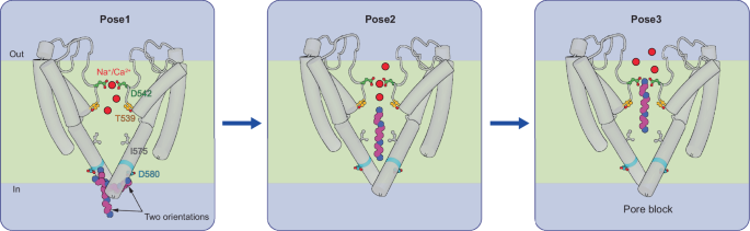 Fig. 6: Molecular model of&nbsp;&nbsp;channel block&nbsp;by spermine.