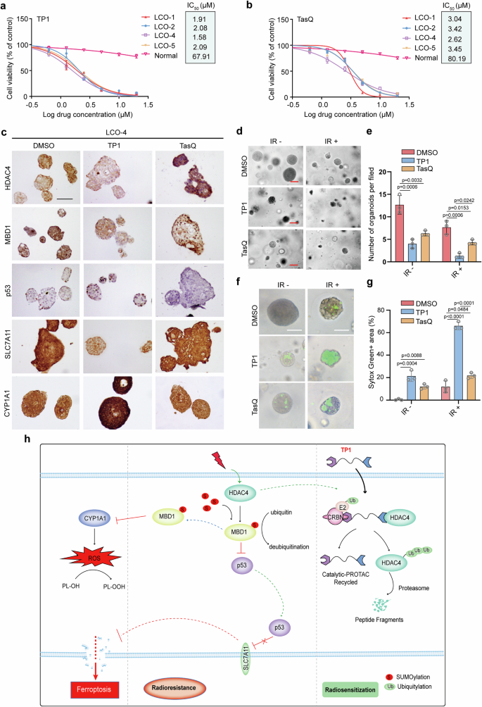 ac glutathione k117 An HDAC4-specific PROTAC degrader achieves radiation sensitization by enhancing ferroptosis in lung cancer Click to See Results
