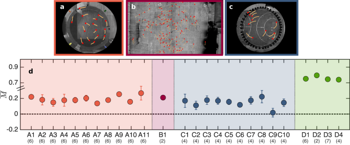 Fig. 1: Experimental setups and collective turning polarization.