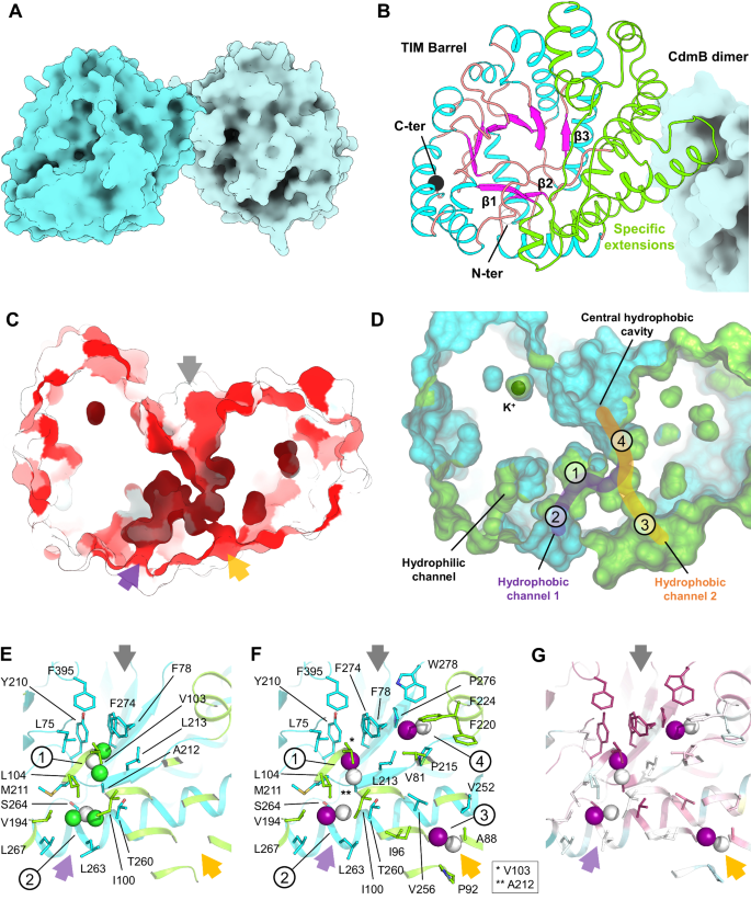 ggt6 glutathione Targeting gamma-glutamyl transpeptidase: A pleiotropic enzyme involved in  glutathione metabolism and in the control of redox homeostasis