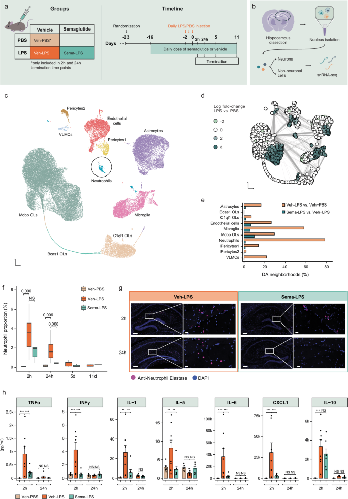 Semaglutide attenuates neuroinflammation in male mice