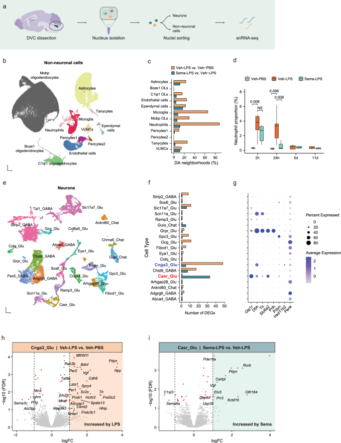 semaglutide inflammation Is Anti-inflammatory? GLP-1 drugs calm inflammation beyond