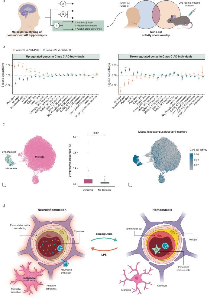 Semaglutide attenuates neuroinflammation in male mice