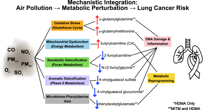 Blood metabolomic signatures linking air pollution to lung cancer in the Cancer Prevention Studies