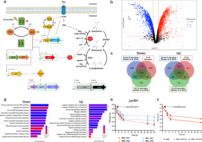 Mechanism of persister formation in response to nitrogen starvation