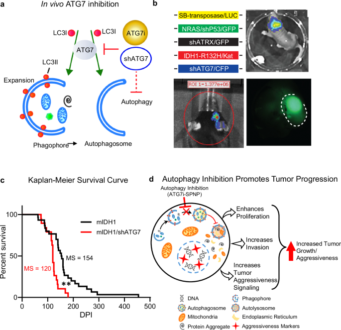 increased glutathione levels gliomas autophagy inhibition sensitizes radiotherapy responses in high-grade mutant IDH1 glioma L-Glutatión 750mg-60 comprimidos >>ViVe