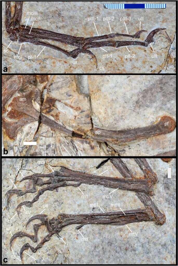 Fig. 2: Norellraptor barsboldi 130108-MHGU-F4281, appendicular elements.