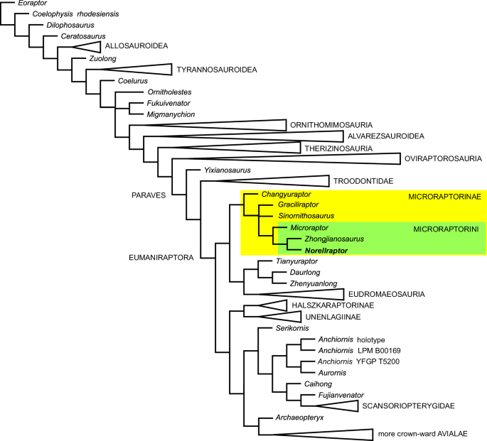 Fig. 4: Simplified diagram of the phylogenetic relationships among Paraves.