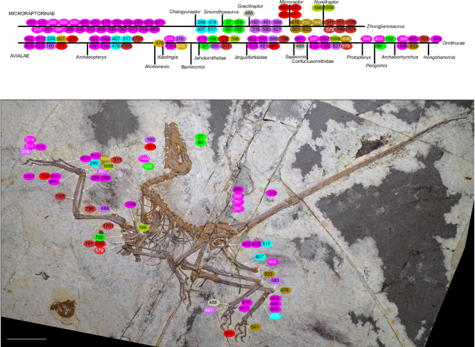 Fig. 5: Evolutionary sequences of the derived features shared by Microraptorinae and Avialae.
