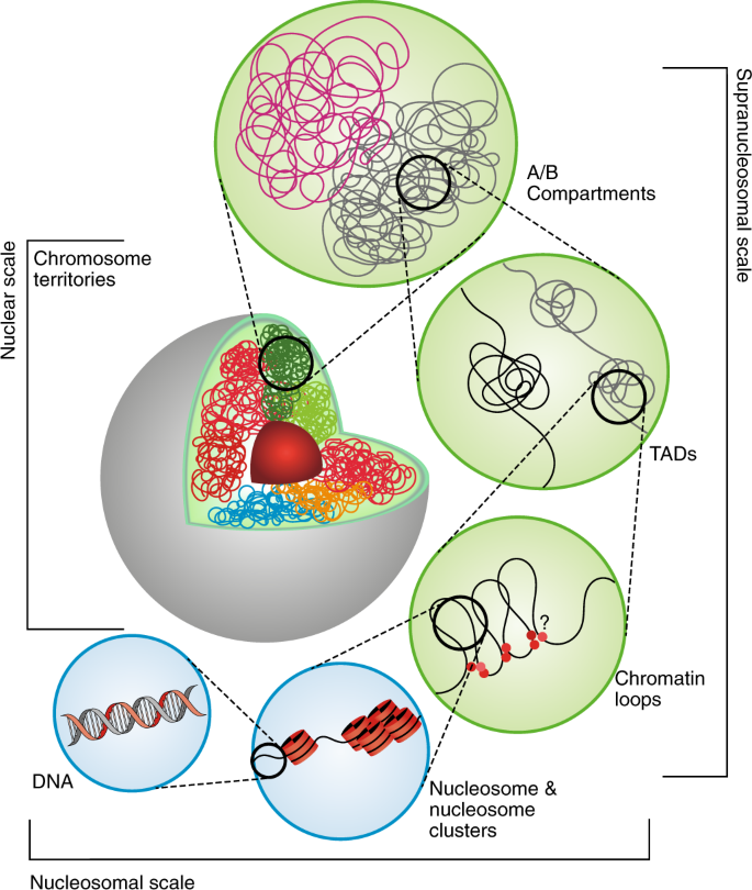 Three-dimensional chromatin packing and positioning of plant genomes |  Nature Plants