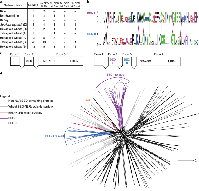 BED-domain-containing immune receptors confer diverse resistance spectra to  yellow rust