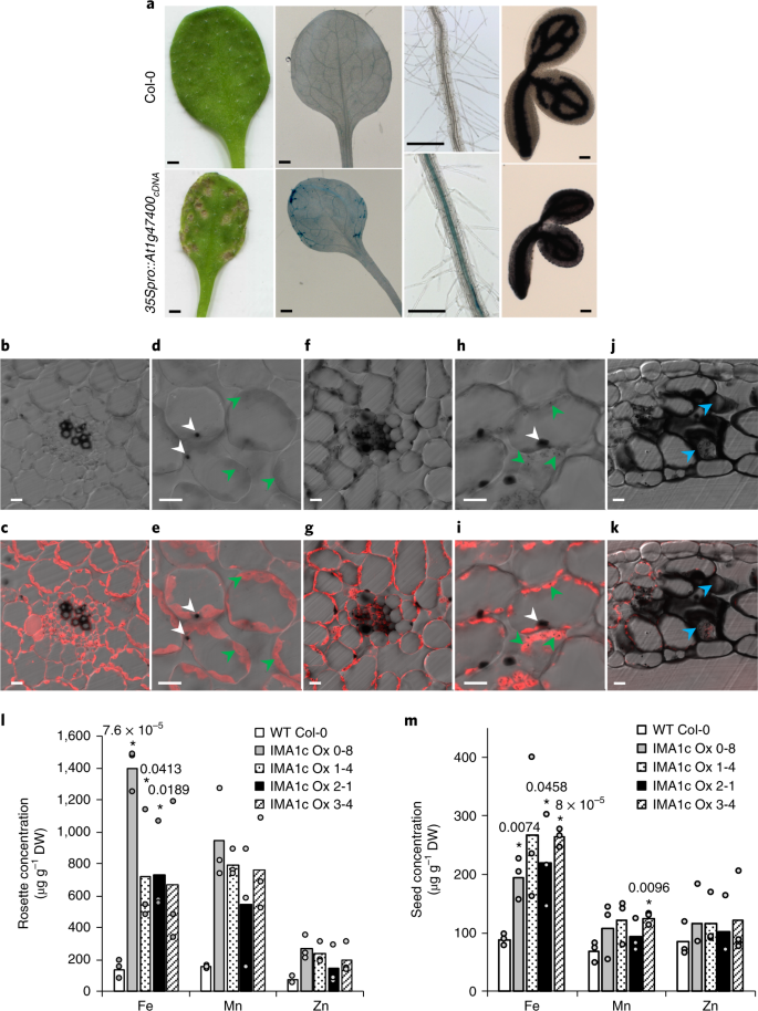 Iron Man Is A Ubiquitous Family Of Peptides That Control Iron Transport In Plants Nature Plants