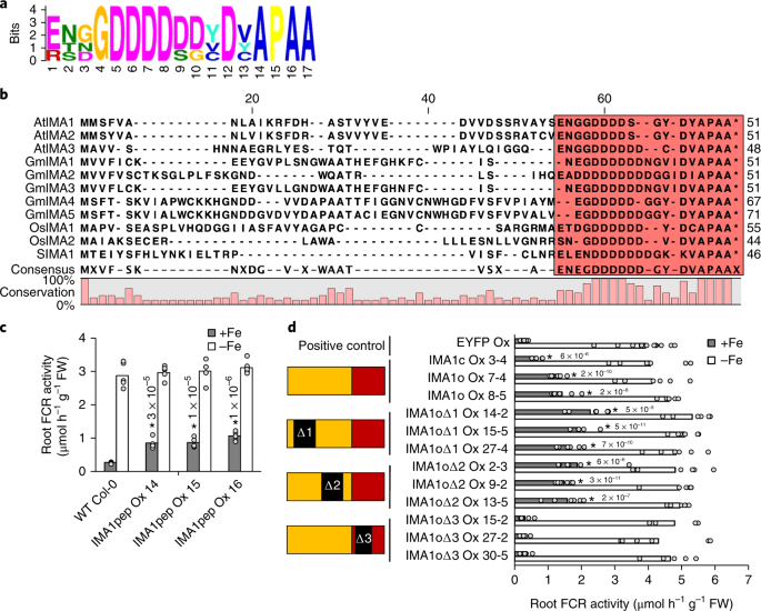 Iron Man Is A Ubiquitous Family Of Peptides That Control Iron Transport In Plants Nature Plants