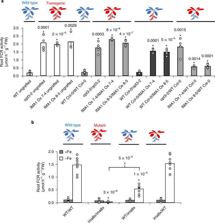 Iron Man Is A Ubiquitous Family Of Peptides That Control Iron Transport In Plants Nature Plants