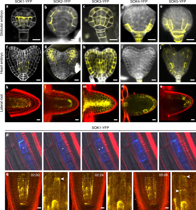 A Soseki Based Coordinate System Interprets Global Polarity Cues In Arabidopsis Nature Plants