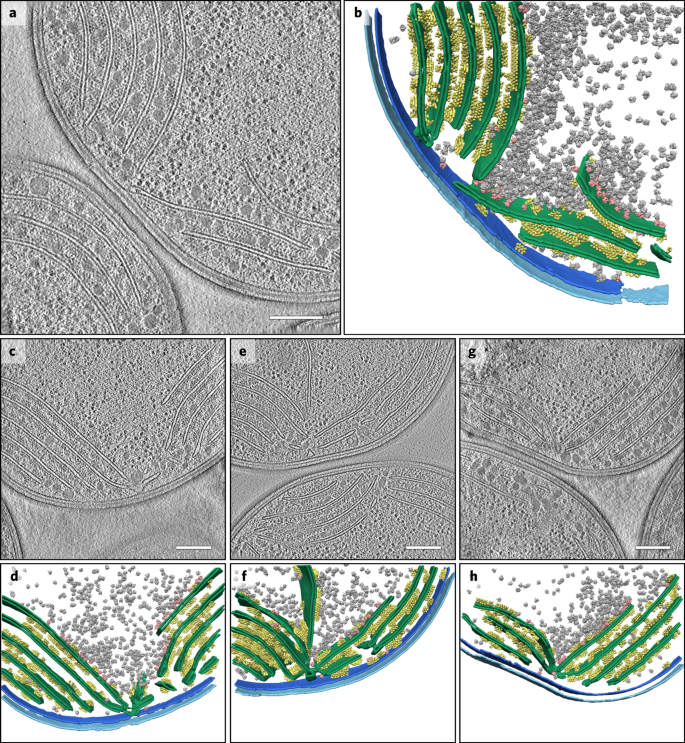 Biogenic of cyanobacterial thylakoids form contact sites with plasma membrane Nature Plants