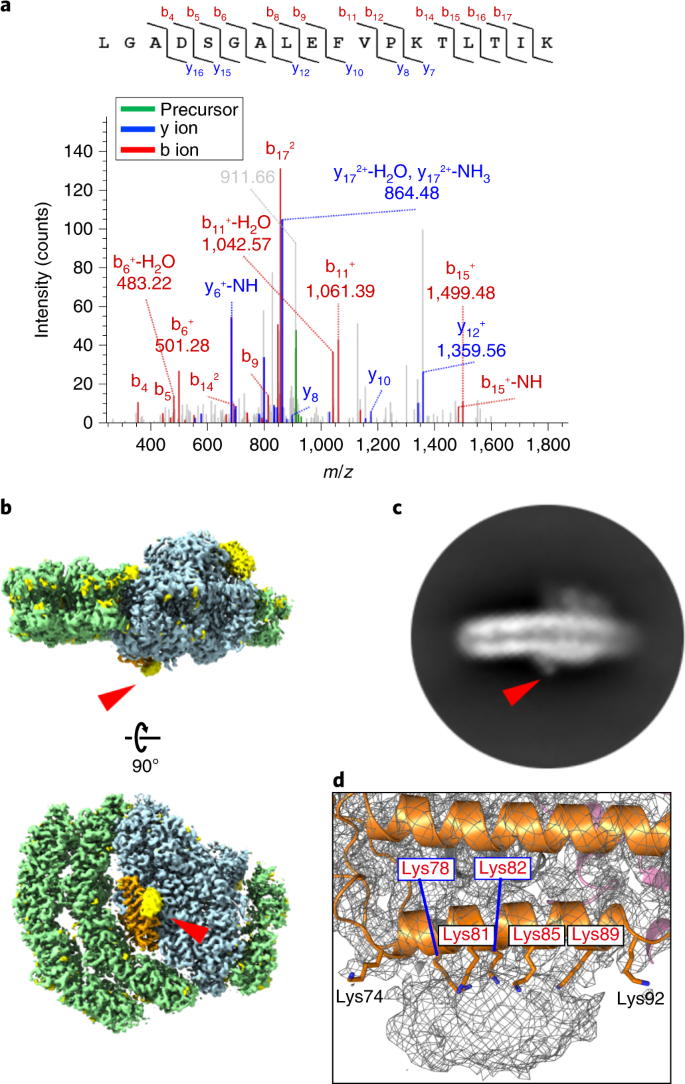 The Extended Light-Harvesting Complex (LHC) Protein Superfamily:  Classification and Evolutionary Dynamics