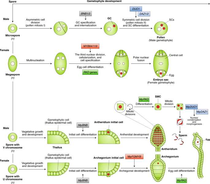 Frontiers Arabinogalactan Proteins As Interactors Along The Crosstalk Between The Pollen Tube And The Female Tissues Plant Science