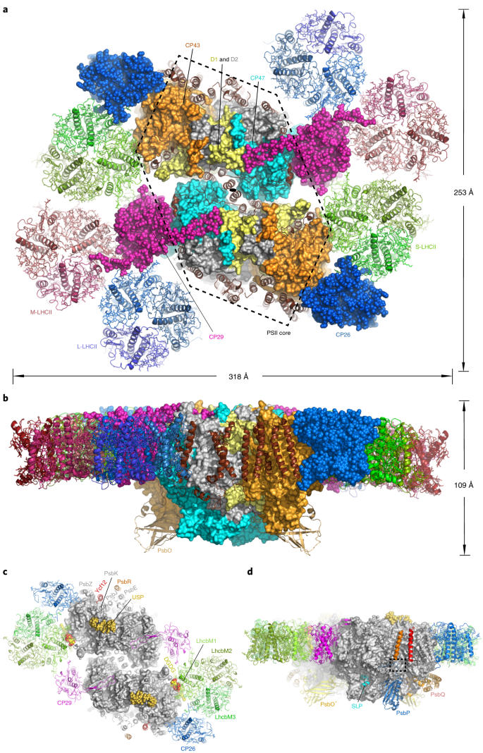 Structural Insight Into Light Harvesting For Photosystem Ii In Green Algae Nature Plants