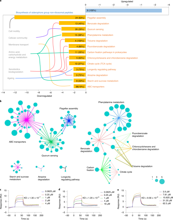 Bacterial Seed Endophyte Shapes Disease Resistance In Rice | Nature Plants Bacterial Seed Endophyte Shapes Disease Resistance In Rice | Nature Plants