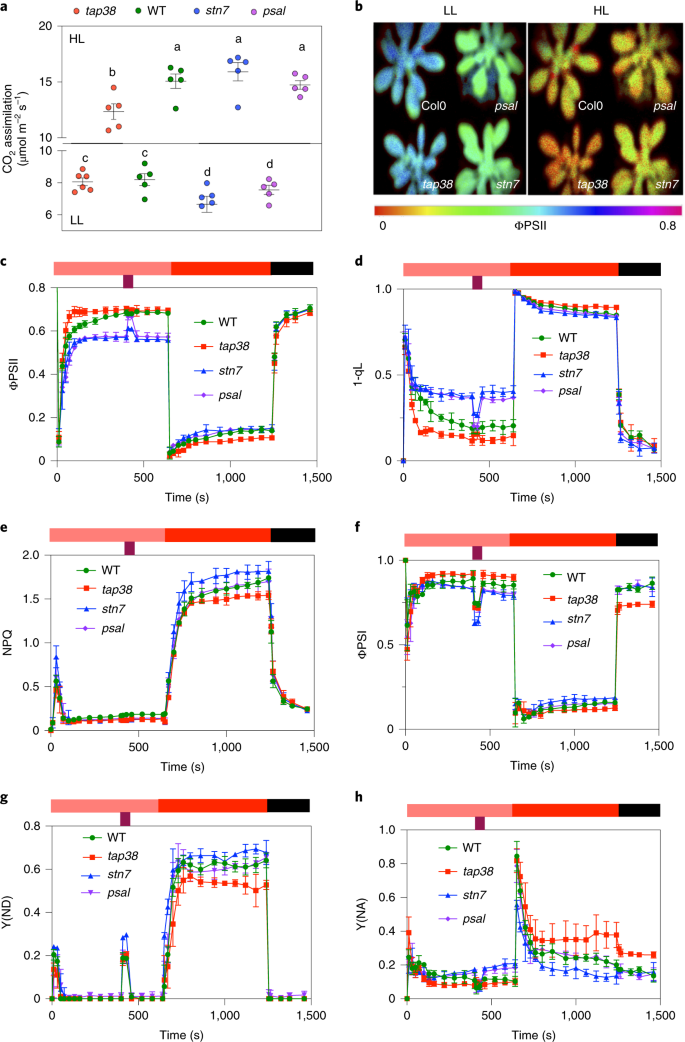 Dynamic Thylakoid Stacking And State Transitions Work Synergistically To Avoid Acceptor Side Limitation Of Photosystem I Nature Plants