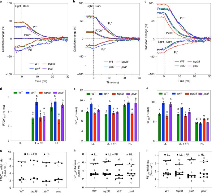 Dynamic Thylakoid Stacking And State Transitions Work Synergistically To Avoid Acceptor Side Limitation Of Photosystem I Nature Plants