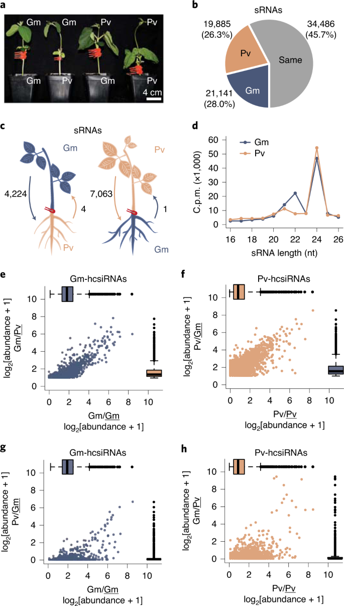 Unidirectional Movement Of Small Rnas From Shoots To Roots In Interspecific Heterografts Nature Plants Unidirectional Movement Of Small Rnas From Shoots To Roots In Interspecific Heterografts Nature Plants