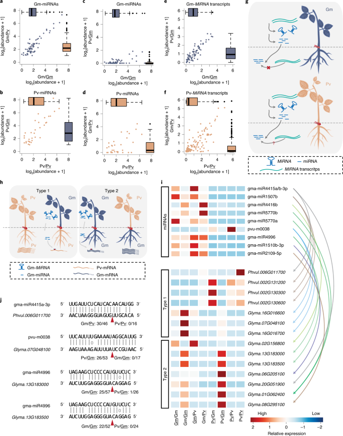 Unidirectional Movement Of Small Rnas From Shoots To Roots In Interspecific Heterografts Nature Plants Unidirectional Movement Of Small Rnas From Shoots To Roots In Interspecific Heterografts Nature Plants