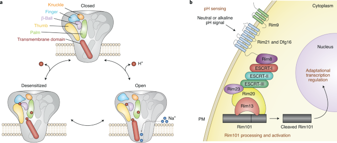 The Enigma Of Environmental Ph Sensing In Plants Nature Plants