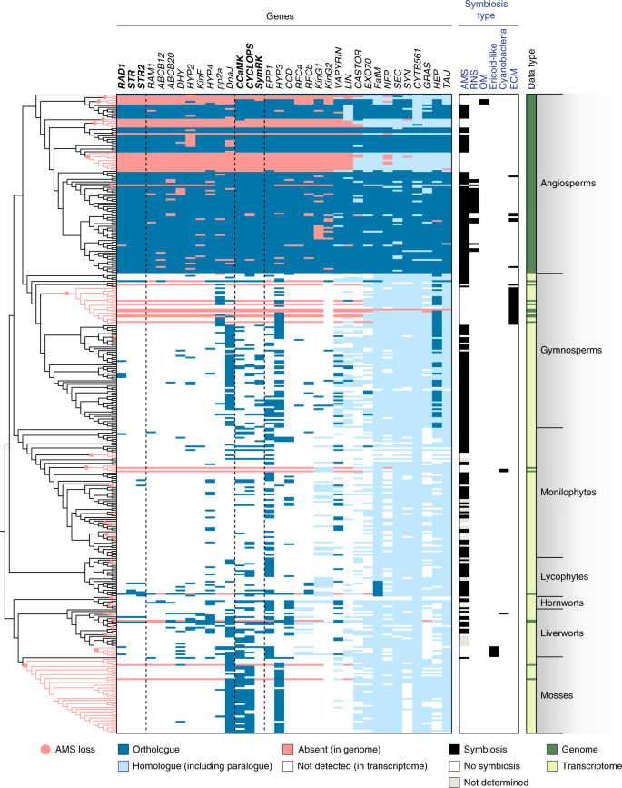 An Ancestral Signalling Pathway Is Conserved In Intracellular Symbioses Forming Plant Lineages Nature Plants