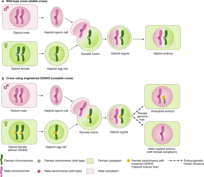 Puzzling Out Plant Reproduction By Haploid Induction For Innovations In Plant Breeding Nature Plants