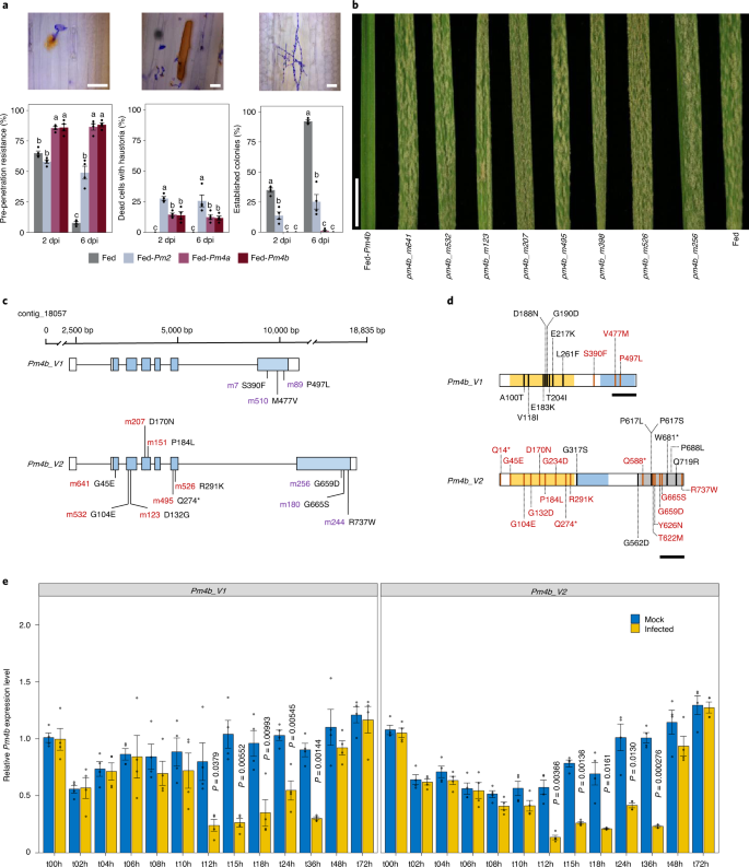 Wheat Pm4 resistance to powdery mildew is controlled by alternative splice  variants encoding chimeric proteins | Nature Plants