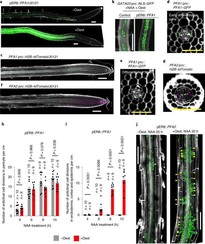 Two Types Of Bhlh Transcription Factor Determine The Competence Of The Pericycle For Lateral Root Initiation Nature Plants